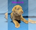 Puppy Maverick Labrador Retriever