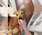 Small #4 Doberman Pinscher Mix