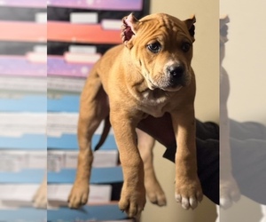 American Bully Puppy for sale in WAXHAW, NC, USA