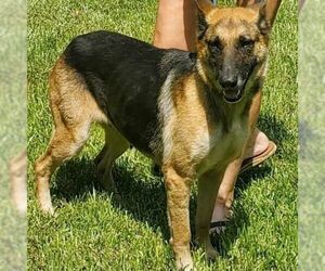 German Shepherd Dog Dogs for adoption in columbia, SC, USA