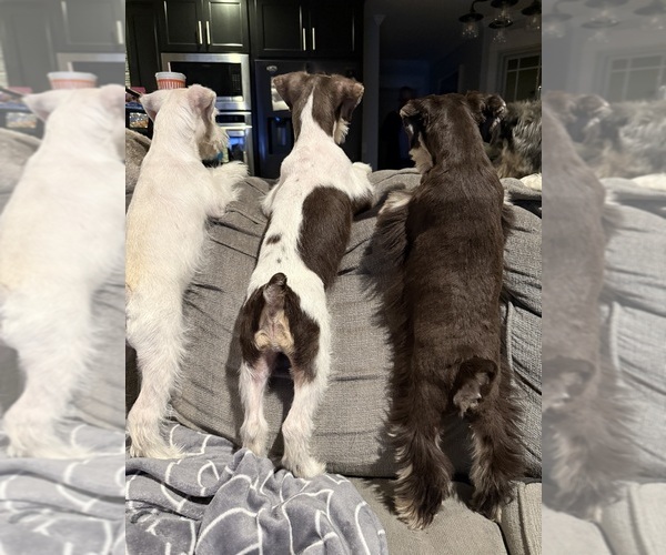 Medium Photo #1 Schnauzer (Miniature) Puppy For Sale in FLAT ROCK, AL, USA