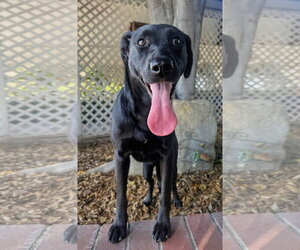Anabelle - Female Shepradors Dog for Adoption - Photo #4