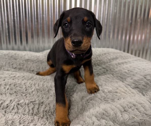 Medium Photo #8 Doberman Pinscher Puppy For Sale in PERU, KS, USA