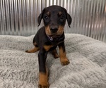 Small #7 Doberman Pinscher