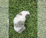 Small #3 Aussiedoodle Miniature 