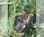 Small Photo #79 German Shepherd Dog Puppy For Sale in WELLINGTON, FL, USA