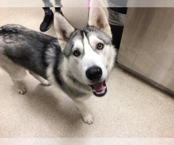 Medium Photo #1 Siberian Husky Puppy For Sale in Riverside, CA, USA
