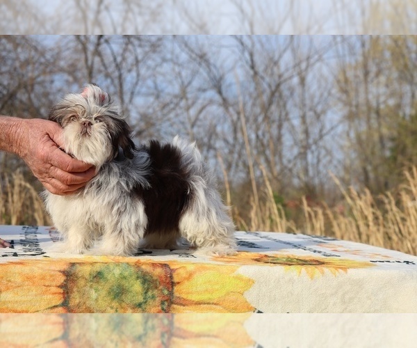 Medium Photo #21 Shih Tzu Puppy For Sale in DYERSBURG, TN, USA