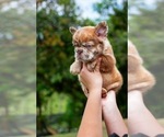 Small #7 French Bulldog