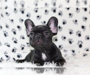 French Bulldog Puppy for sale in SANTA MONICA, CA, USA