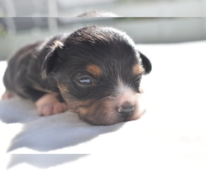 Miniature Australian Shepherd Puppy for sale in PALM COAST, FL, USA