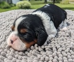 Puppy 2 Cavalier King Charles Spaniel
