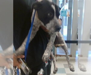 Mutt Dogs for adoption in Oklahoma City, OK, USA