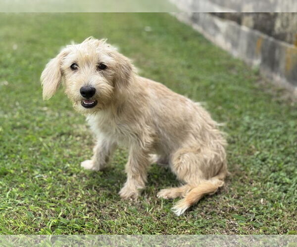 Medium Photo #2 Mutt Puppy For Sale in PIPE CREEK, TX, USA