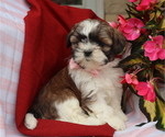 Small #6 Shih Tzu