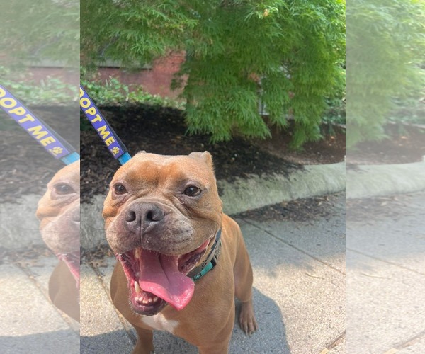 Medium Photo #28 American Bulldog-Unknown Mix Puppy For Sale in Derwood, MD, USA