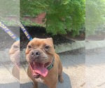 Small #27 American Bulldog Mix