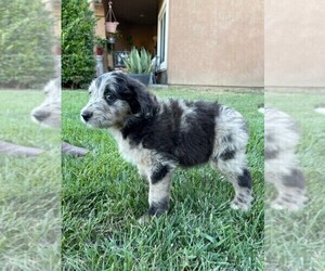 Aussiedoodle Puppy for sale in PERRIS, CA, USA