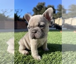 Small Photo #2 French Bulldog Puppy For Sale in SALINAS, CA, USA