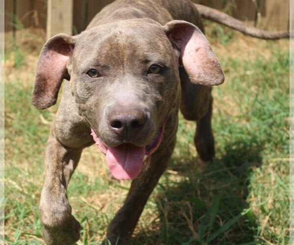 Medium Photo #3 Mastiff-Unknown Mix Puppy For Sale in Jackson, MS, USA