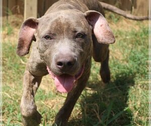 Slim - Male Mastiff-Unknown Mix Dog for Adoption - Photo #3