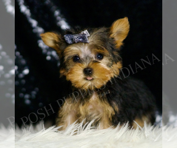 Medium Photo #6 Yorkshire Terrier Puppy For Sale in WARSAW, IN, USA