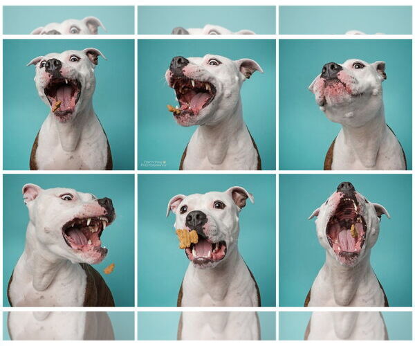 Medium Photo #3 American Pit Bull Terrier Puppy For Sale in Rockville, MD, USA