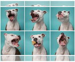 Small #2 American Pit Bull Terrier