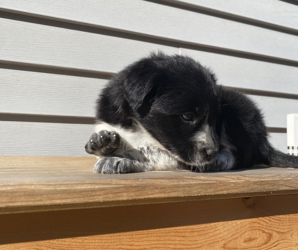 Medium Photo #20 Australian Cattle Dog Puppy For Sale in SMITHS CREEK, MI, USA