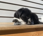 Mickey - Female Australian Cattle Dog Puppy for Sale - Photo #20