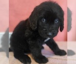 Small Photo #4 Bernedoodle Puppy For Sale in COOLIDGE, AZ, USA