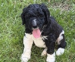 Litter of 10 - Male(s) and Female(s) Goldendoodle mix (+ Poodle Standard)Litter of Puppies for Sale - Photo #3