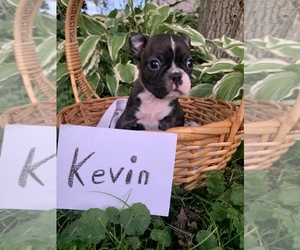 Boston Terrier Puppy for sale in TREMONT, IL, USA