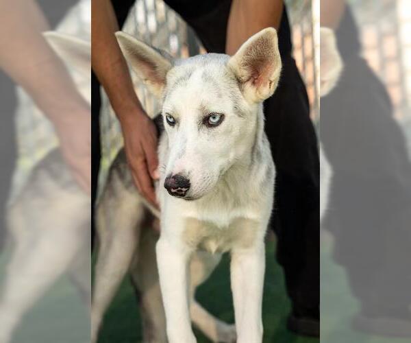 Medium Photo #2 Siberian Husky-Unknown Mix Puppy For Sale in Redlands, CA, USA