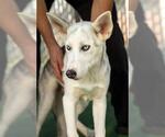 Small #1 Siberian Husky Mix