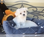 Puppy Bunny Maltese