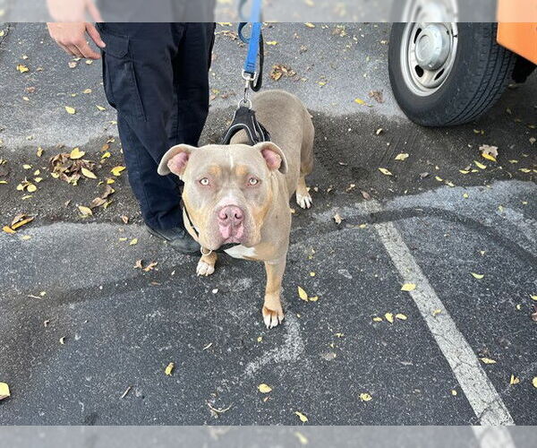 Medium Photo #1 American Pit Bull Terrier Puppy For Sale in Louisville, KY, USA