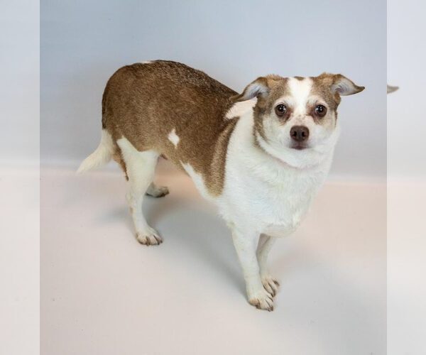 Medium Photo #6 Chihuahua-Unknown Mix Puppy For Sale in Kennesaw, GA, USA