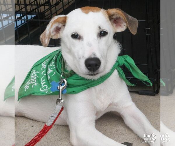 Medium Photo #7 Retriever -Unknown Mix Puppy For Sale in Washington, DC, USA