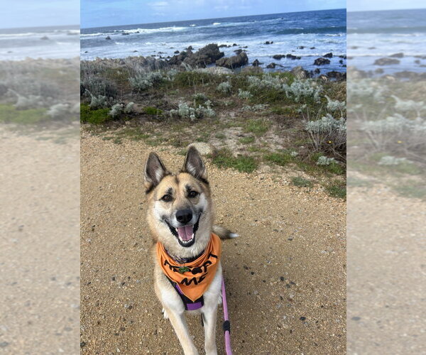 Medium Photo #8 Siberian Husky Puppy For Sale in Salinas, CA, USA