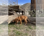 Small Photo #11 Rhodesian Ridgeback Puppy For Sale in MORONGO VALLEY, CA, USA