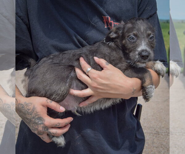 Medium Photo #2 Mutt Puppy For Sale in Huntley, IL, USA