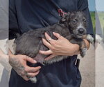Small #1 Mutt