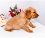 Small Photo #30 Golden Retriever Puppy For Sale in WAKARUSA, IN, USA