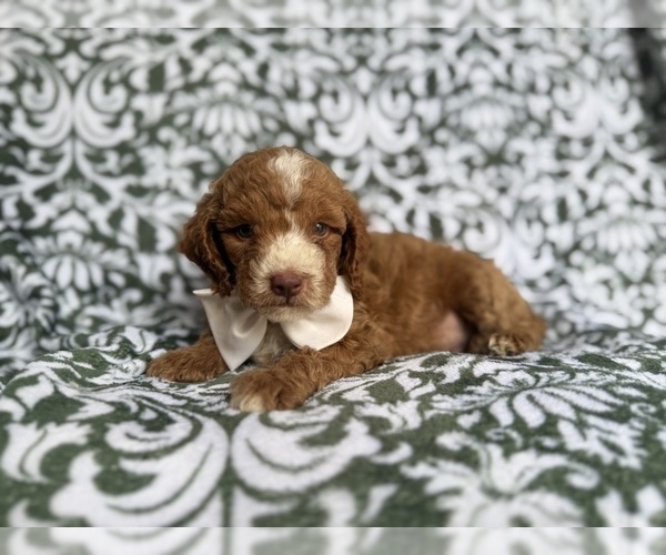 Medium Photo #5 Cockapoo (Miniature) Puppy For Sale in LAKELAND, FL, USA