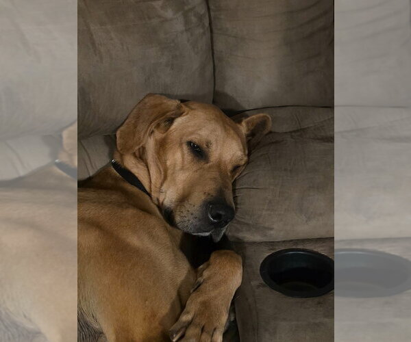 Medium Photo #4 Great Dane-Rhodesian Ridgeback Mix Puppy For Sale in Bullard, TX, USA