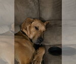Small #3 Great Dane-Rhodesian Ridgeback Mix