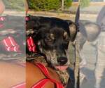 Small #2 Feist Terrier Mix