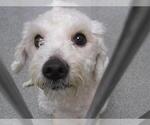 Small Poodle (Miniature)