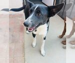 Small #1 Mutt